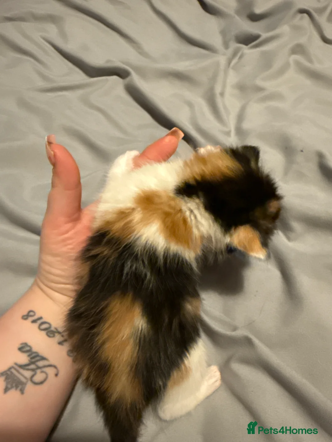 Mixed Breed cats for sale: Mixed bread kittens for sale  - Advert 11