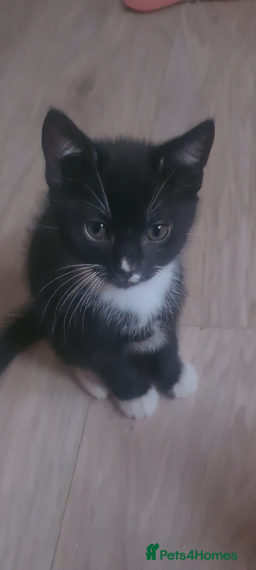 British Shorthair cats for sale: Lovely 1 black and 2 black & white kitten - Image 12