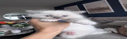 Ragdoll cats for sale: Stunning GCCF Registered Ragdoll Kitten - Advert 17