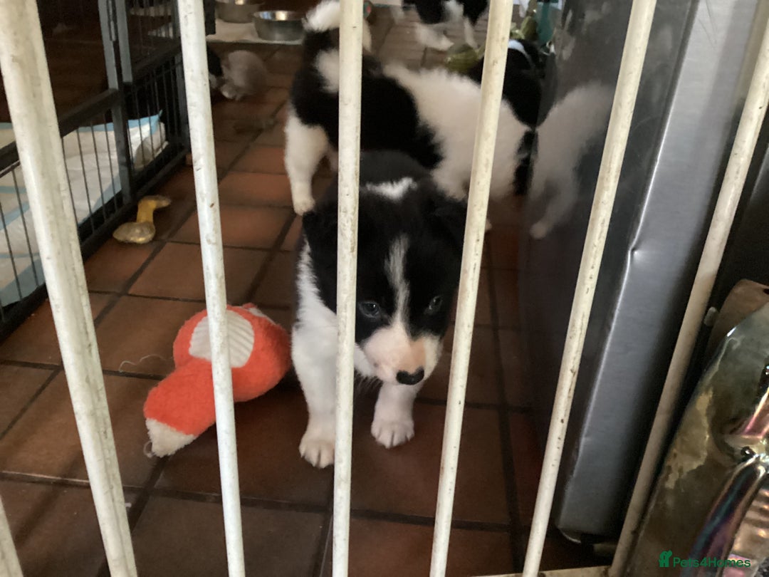 Border Collie dogs for sale: Border Collie pups - Image 5