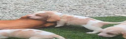 Basset Hound dogs for sale: Quality kc basset hound puppies  in Saint Austell - Advert 11