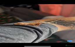 Gecko reptiles for sale: Baby/ juvenile Crested Geckos  - Image 1