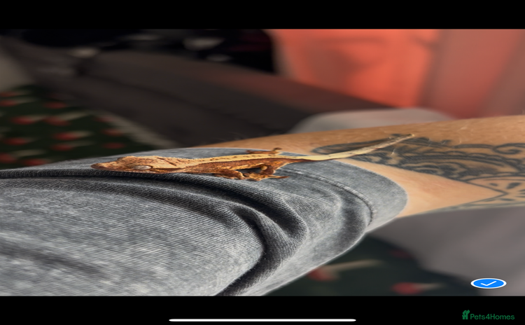 Gecko reptiles - Advert 1