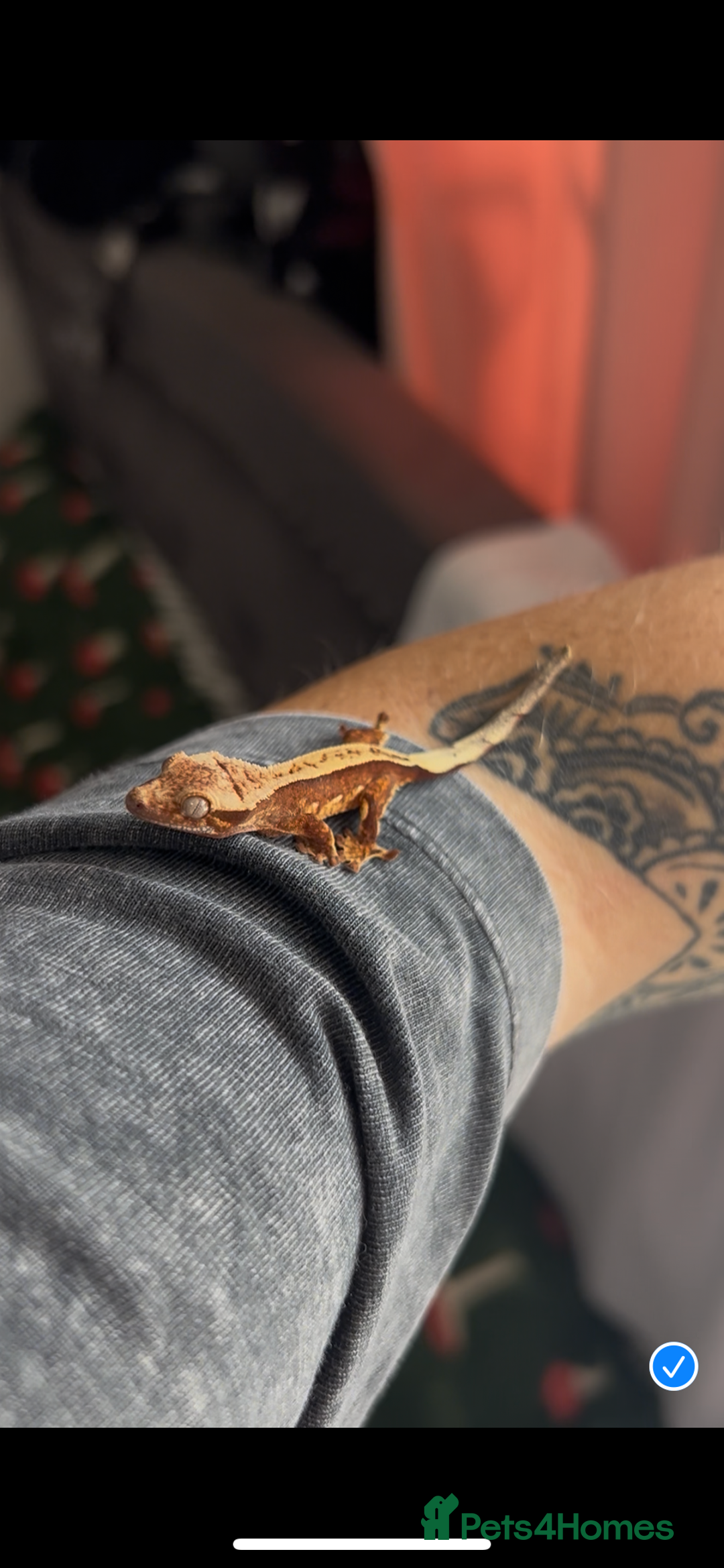 Gecko reptiles for sale: Baby/ juvenile Crested Geckos  - Image 1