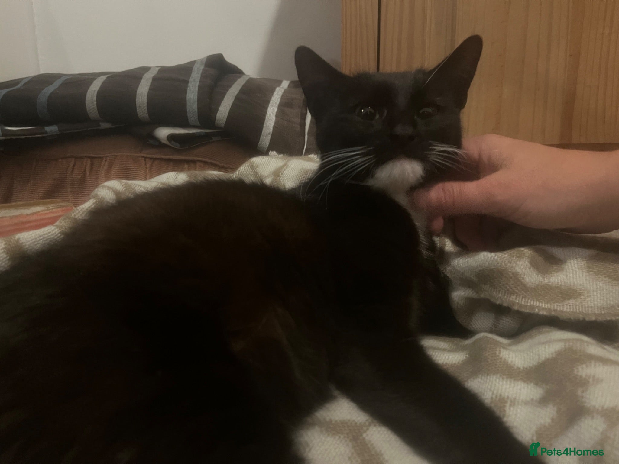 Mixed Breed cats Ready next week!  - Advert 1