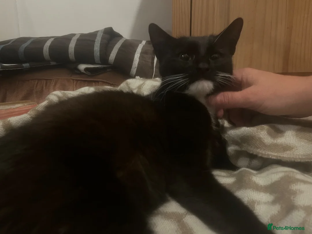 Mixed Breed cats for sale: Ready next week!  - Advert 1
