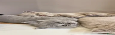 British Shorthair 2