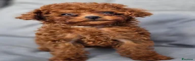 Toy Poodle 1