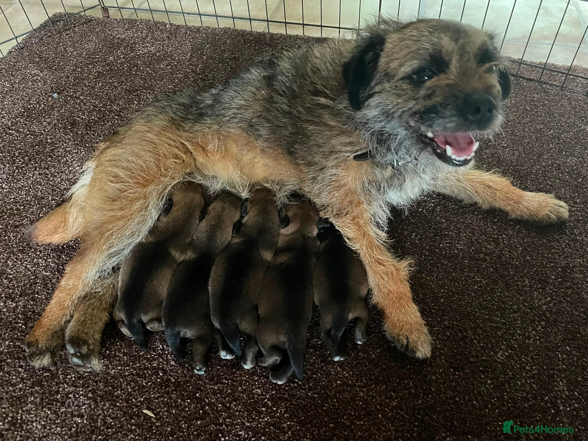 Border Terrier dogs Border terrier puppies - Advert 2