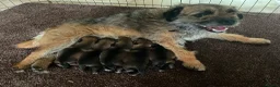 Border Terrier dogs for sale: Border terrier puppies - Advert 2
