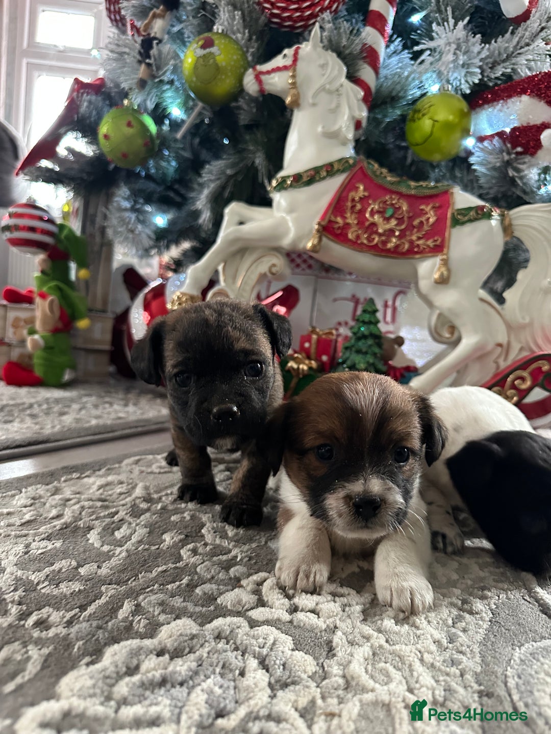 Mixed Breed dogs for sale: Border terrier x jack Russell pups - Advert 2