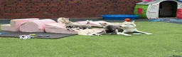 Siberian Husky dogs for sale: Kc reg pup female looking for 5 star home  - Advert 5