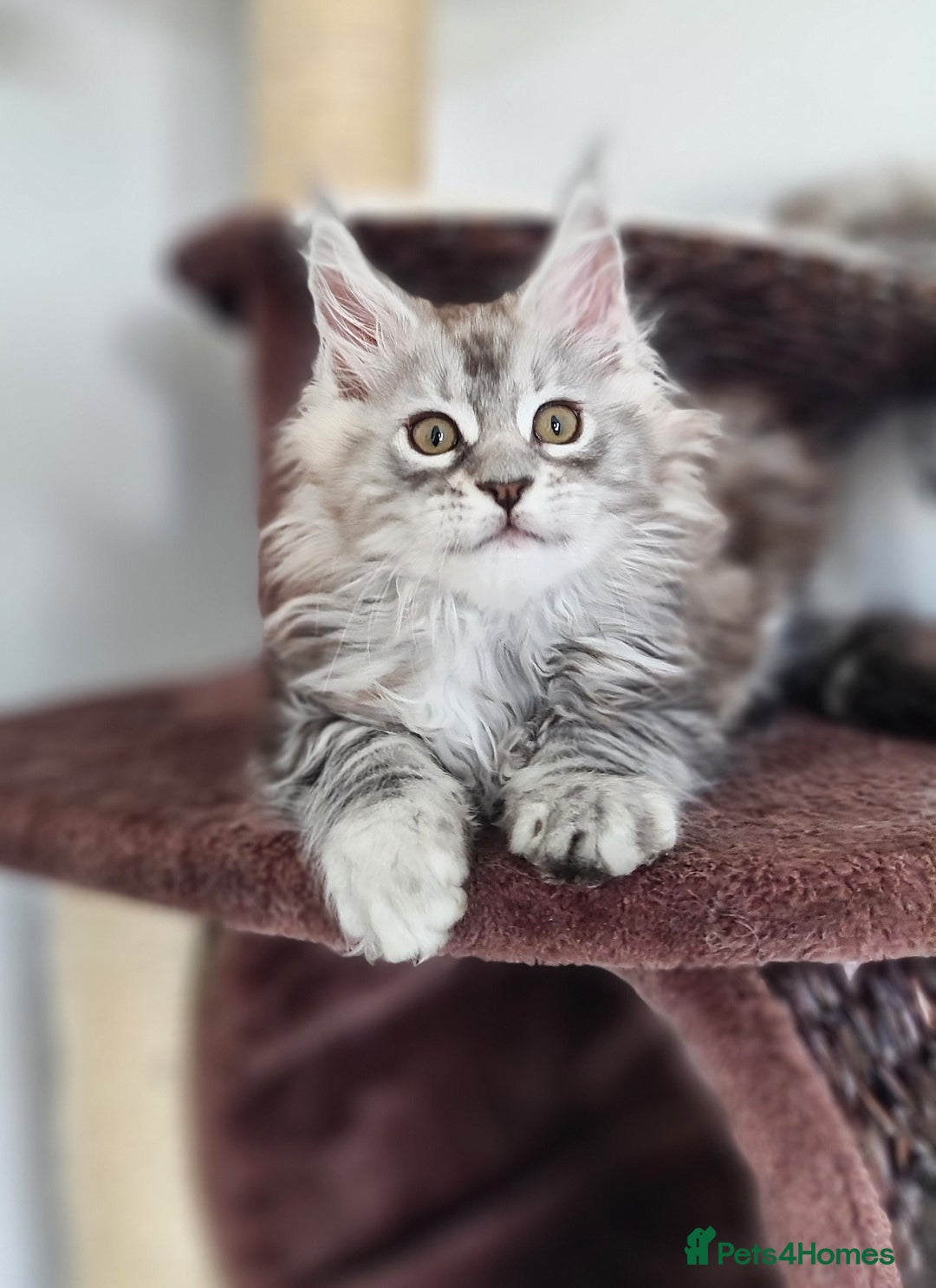 Maine Coon cats for sale: PEDIGREE MAINE COON KITTENS 5 BOYS - Image 39
