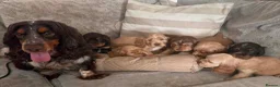 Cocker Spaniel dogs for sale: Show type KC registered cocker spaniels  - Advert 14