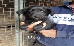 Border Collie dogs for sale: Beautiful border collie puppies  - Image 7