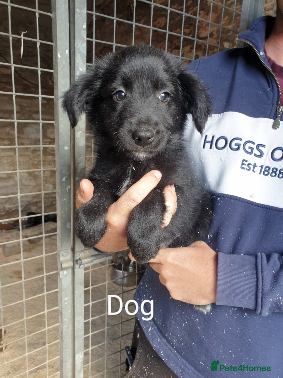 Border Collie dogs for sale: Beautiful border collie puppies  - Image 7