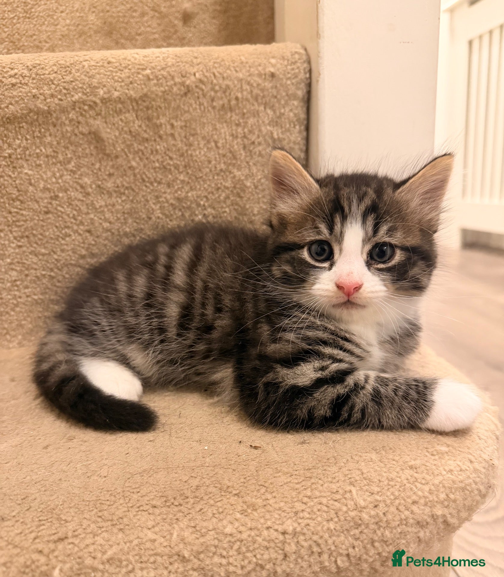 Mixed Breed cats for sale: 3 Beautiful Kittens Looking for Loving Homes  - Advert 14