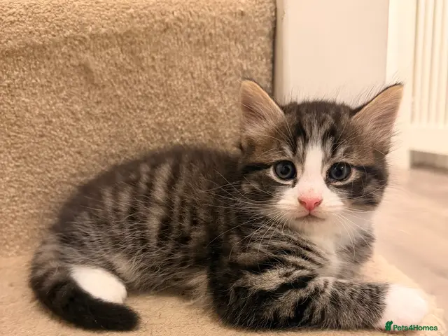 Mixed Breed cats for sale: 3 Beautiful Kittens Looking for Loving Homes - Advert 14