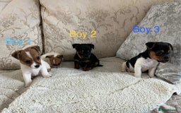 Jack Russell dogs for sale: Jack Russell  - Advert 2