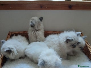 Ragdoll cats for sale - Advert 1