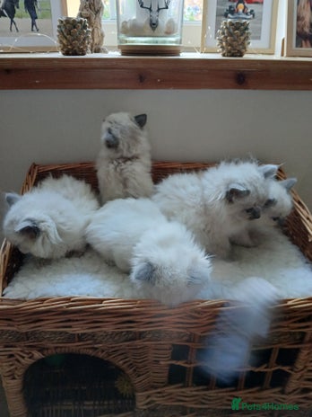 Ragdoll cats - Advert 1