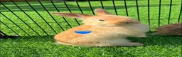 Mini Lop rabbits for sale: Mini lops - Advert 1