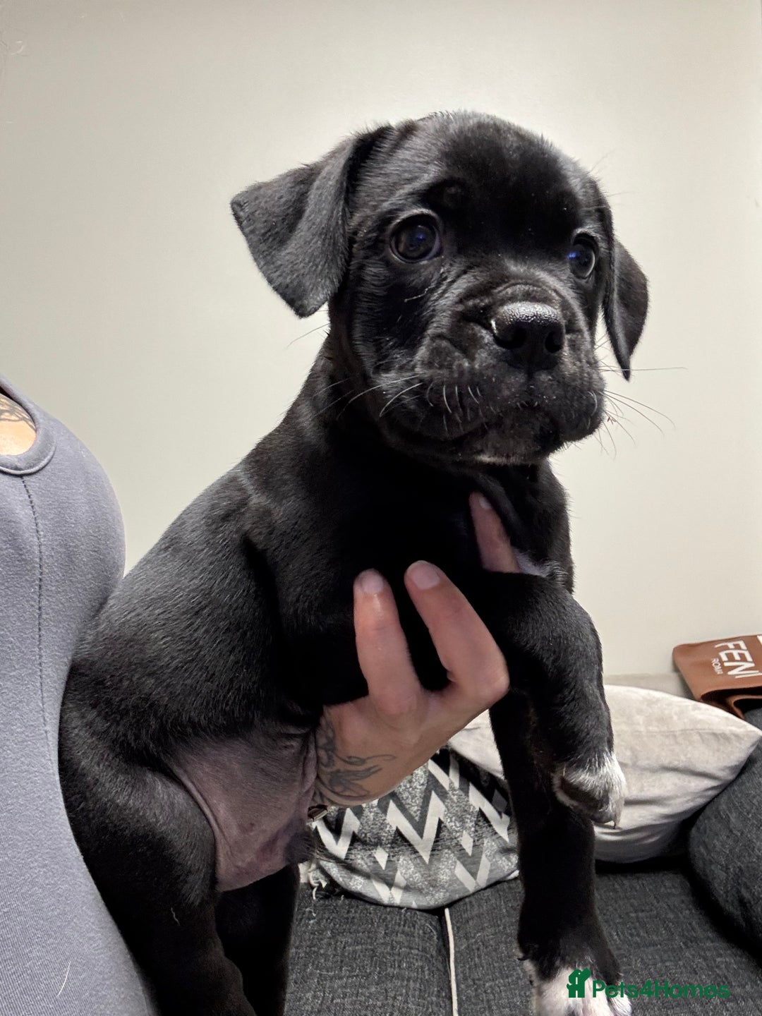 Mixed Breed dogs for sale: 7 beautiful puppies for sale - Image 11