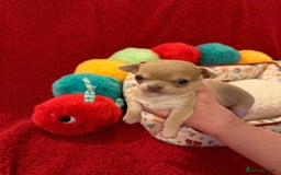 Chihuahua dogs for sale: Tiny apple head chihuahuas - Image 26