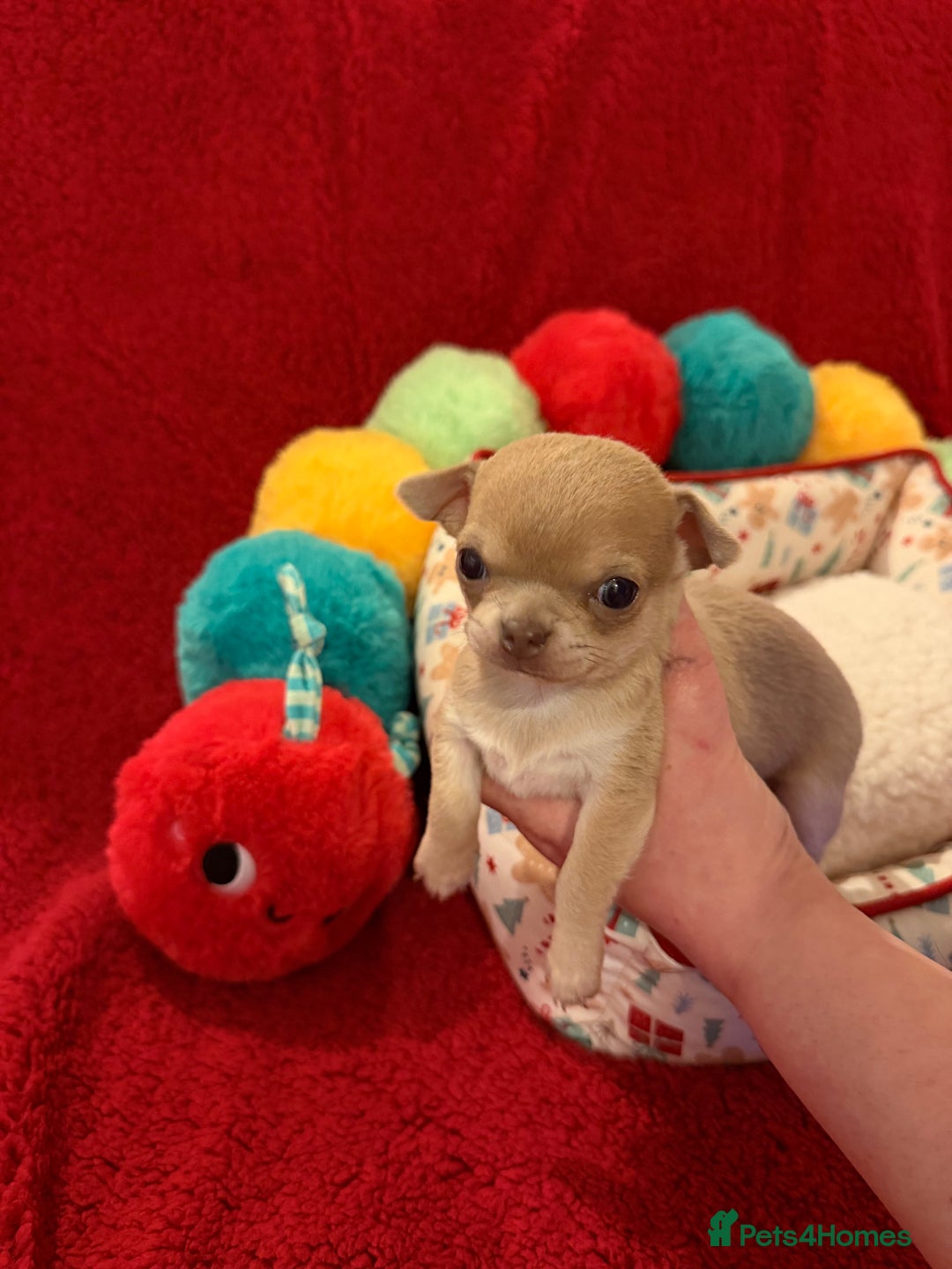 Chihuahua dogs for sale: Tiny apple head chihuahuas - Image 26