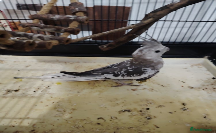 Cockatiels birds - Advert 8