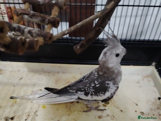 Cockatiels birds - Advert 16