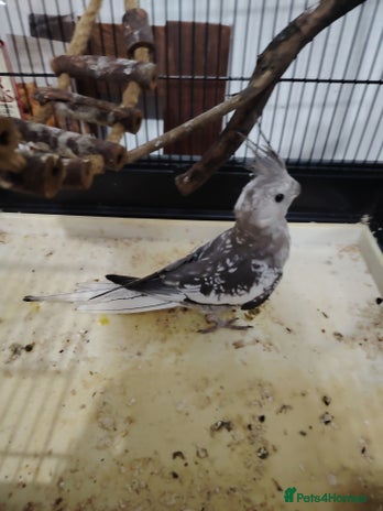 Cockatiels birds - Advert 8