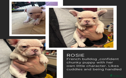 French Bulldog dogs for sale: 2 🟪 French bulldog mums carries fluffy‼️Ready now - Advert 3