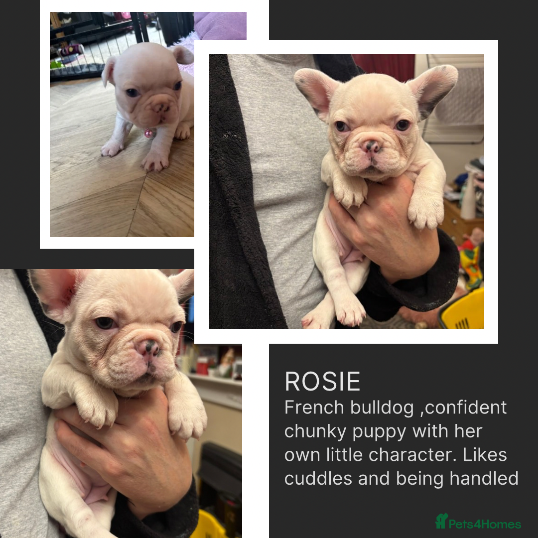French Bulldog dogs for sale: 2 🟪 French bulldog mums carries fluffy‼️Ready now - Advert 3