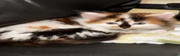 Mixed Breed cats for sale: Fluffy Female Calico Kitten - Advert 2