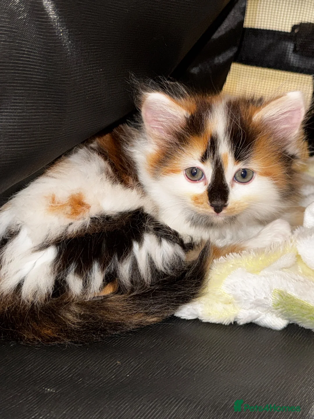 Mixed Breed cats for sale: Fluffy Female Calico Kitten - Advert 2