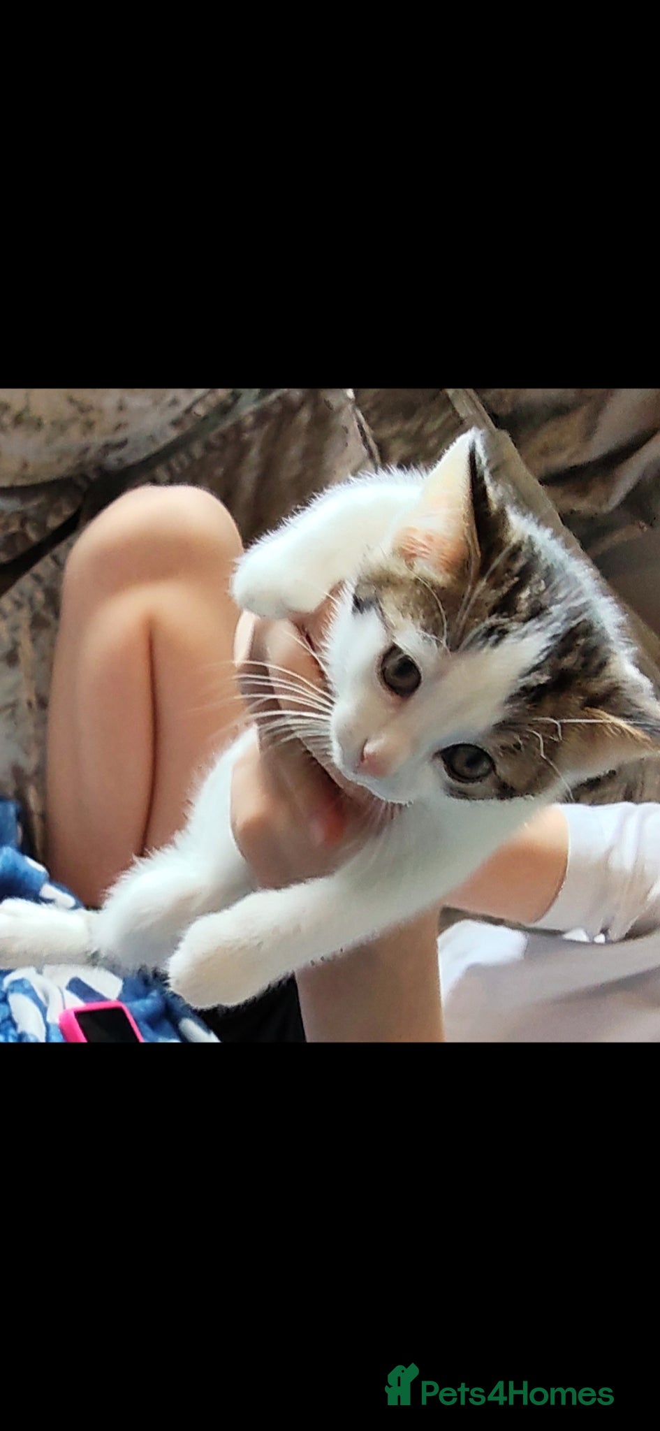 Mixed Breed cats Beautiful kittens  - Advert 1