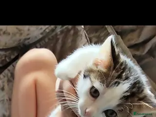 Mixed Breed cats Beautiful kittens - Advert 1