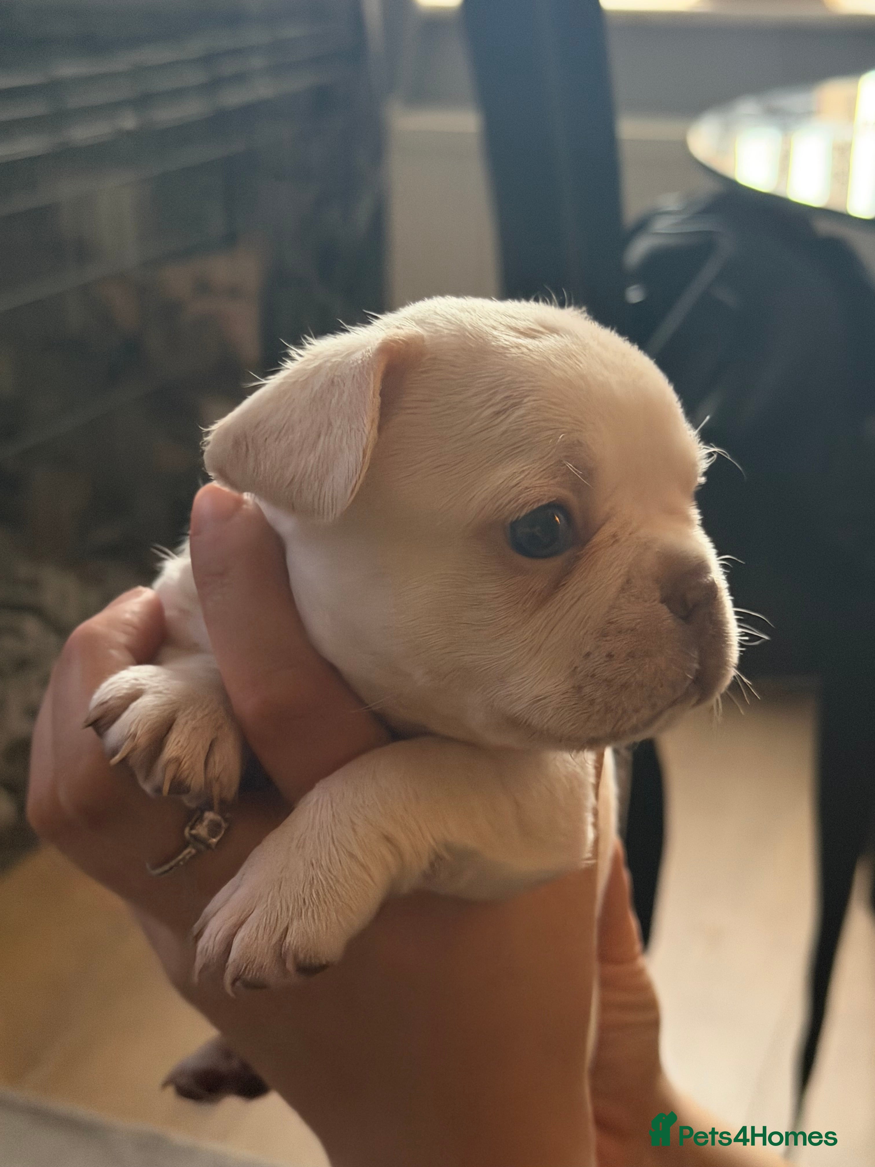 French Bulldog dogs French bulldogs  - Advert 4