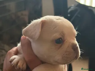 French Bulldog dogs French bulldogs - Advert 8