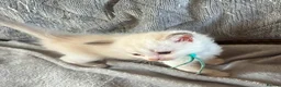 Ragdoll cats for sale: 5 Ragdoll Kittens for sale (3 girls 2 boys)  - Advert 10