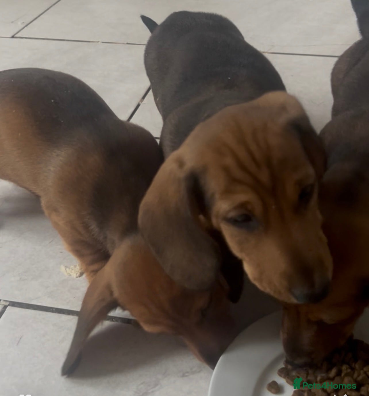 Miniature Dachshund dogs Ready to leave!! Beautiful babies - Advert 6