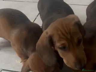 Miniature Dachshund dogs Ready to leave!! Beautiful babies - Advert 6
