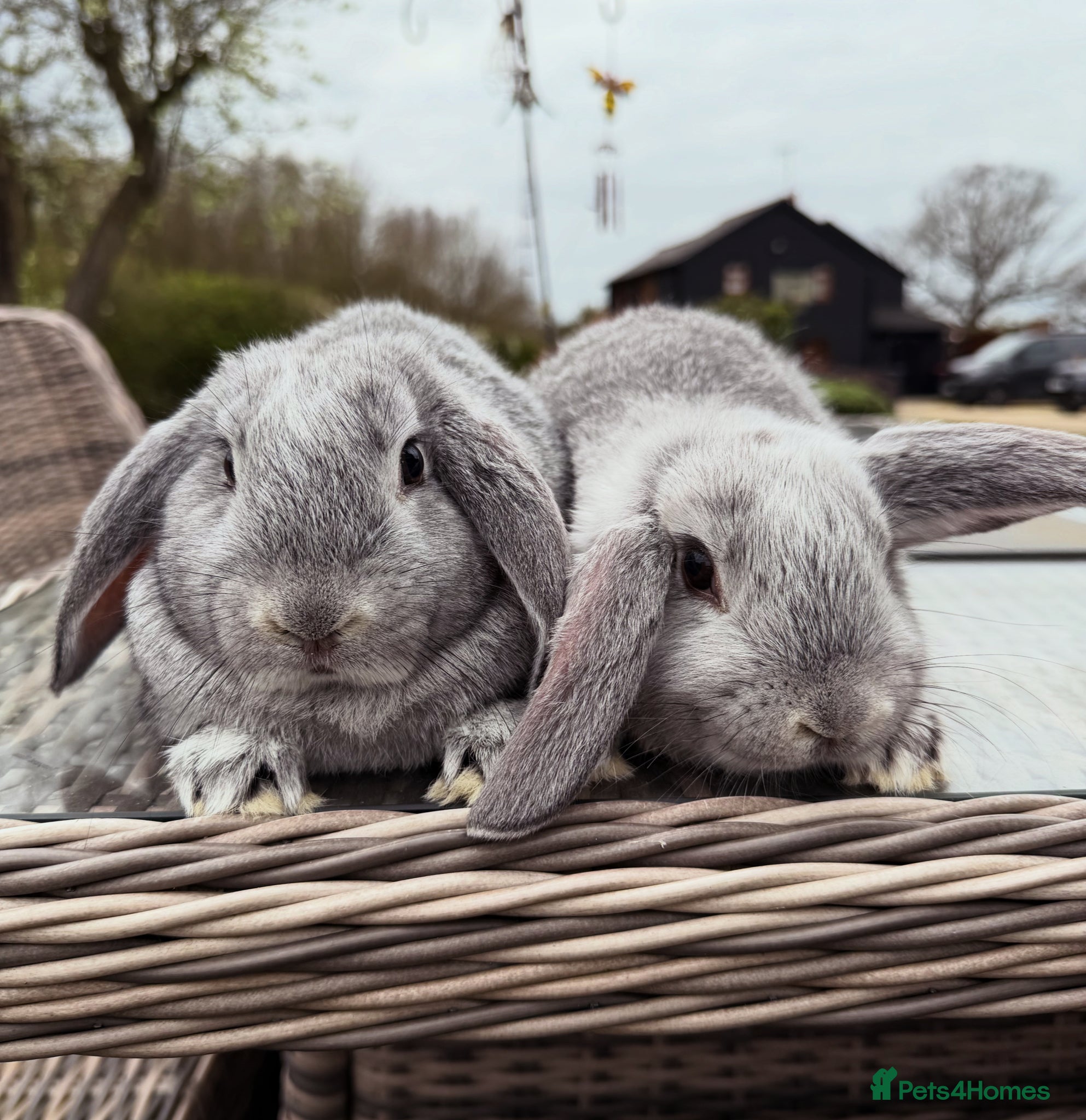 Mini Lop rabbits 2 stunning bunnies  - Advert 9