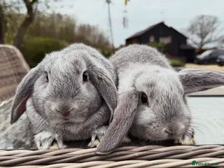 Mini Lop rabbits 2 stunning bunnies - Advert 9