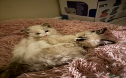 Ragdoll cats for sale: ragdoll girl & boy *beautiful* not related - Image 1