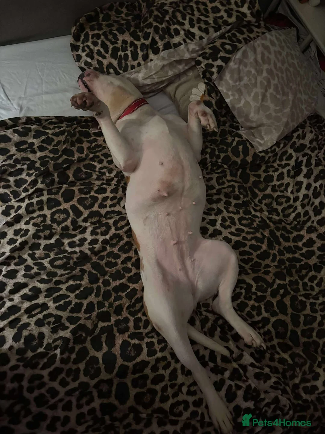 Staffordshire Bull Terrier dogs for adoption: Leia - Norwich Norfolk  - Advert 16