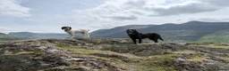Labrador Retriever dogs for stud: Proven, KC Reg, fully health tested Labrador stud - Advert 3