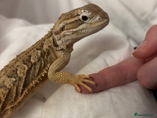 Bearded Dragon reptiles Rankins Dragon for Rehoming - Advert 1