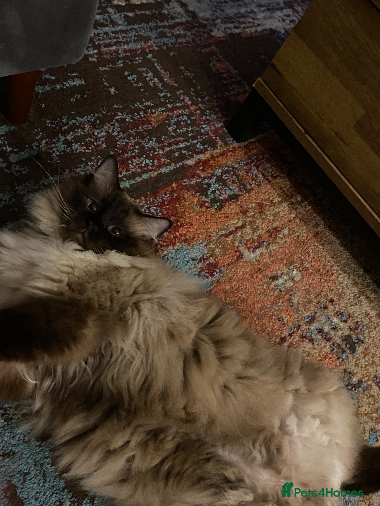 Ragdoll cats Fluffy sweet cuddly Bear  - Advert 1